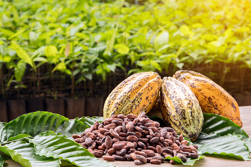 Cocoa